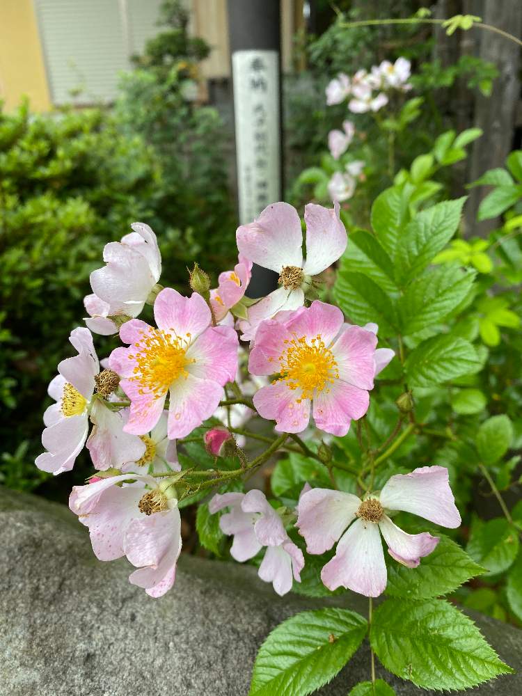 ハマナスの投稿画像 By にゃーこさん イヌバラ 月5月18日 Greensnap グリーンスナップ Greensnap グリーンスナップ