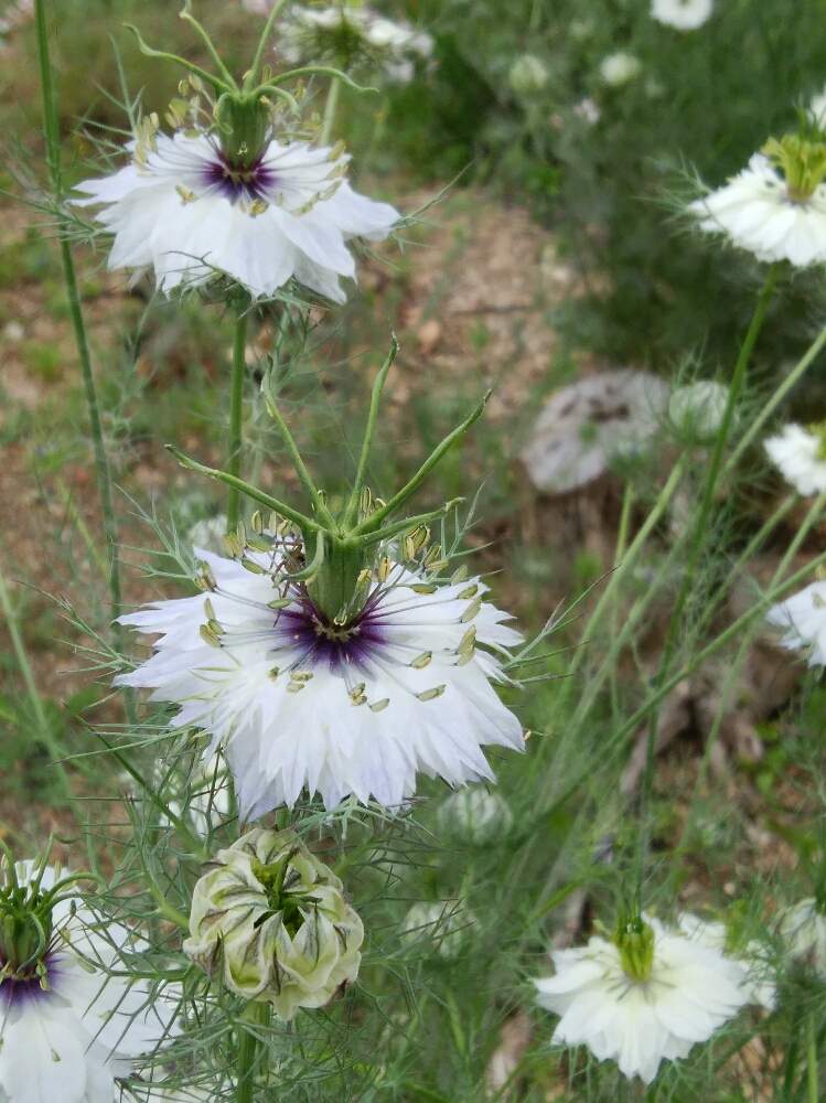 ニゲラの投稿画像 By あずきさん こぼれ種と今日のお花とうどん県人会 月5月18日 Greensnap グリーンスナップ