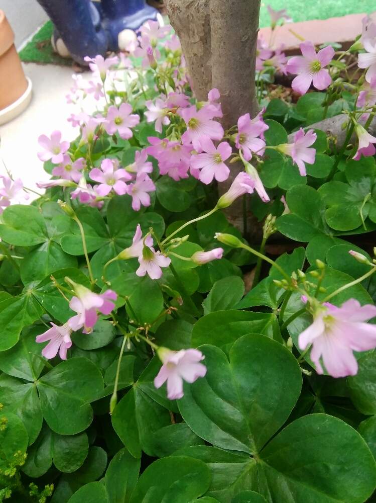 ムラサキカタバミの投稿画像 By みかんさん ピンクの花と緑の葉 月5月18日 Greensnap グリーンスナップ