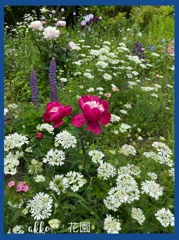 ルピナスの投稿画像 By ひみつのアッコちゃんさん オルレア グランディフローラとしゃくやく 芍薬 と芍薬 しゃくやくとバラ エドゥアール マネとカンパニュラとジャーマンアイリス 紫 と我が家の花畑と上品な花と可愛い花と美しい花と美しい花園と花のある暮らし