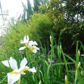 白あやめの投稿画像一覧 Greensnap グリーンスナップ