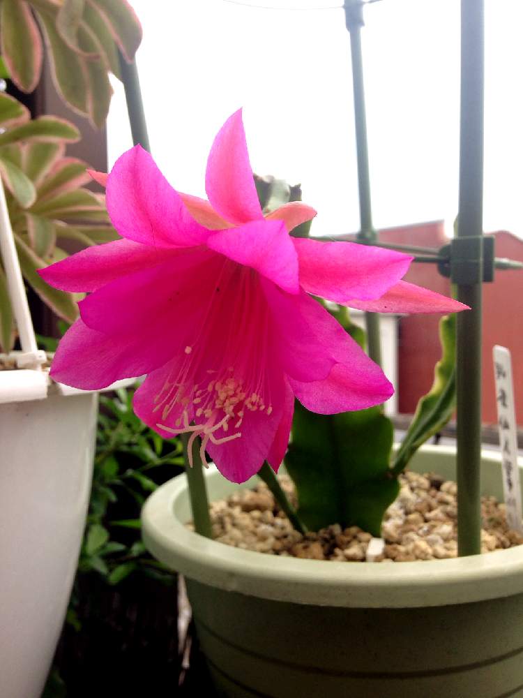 ４番　アキコ　 孔雀サボテン港まつり ⑦アキコ様専用 孔雀サボテン港まつり 【公式通販】