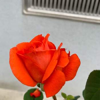 薔薇 ローラの投稿画像一覧 Greensnap グリーンスナップ