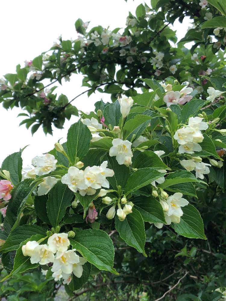 はこねうつぎの投稿画像 By みなちゃんさん 花木とお出かけ先と山の花と自生の花木と白い花とピンクの花と花木と山の花と自生の花木と白い花とピンクの花 月5月18日 Greensnap グリーンスナップ Greensnap グリーンスナップ