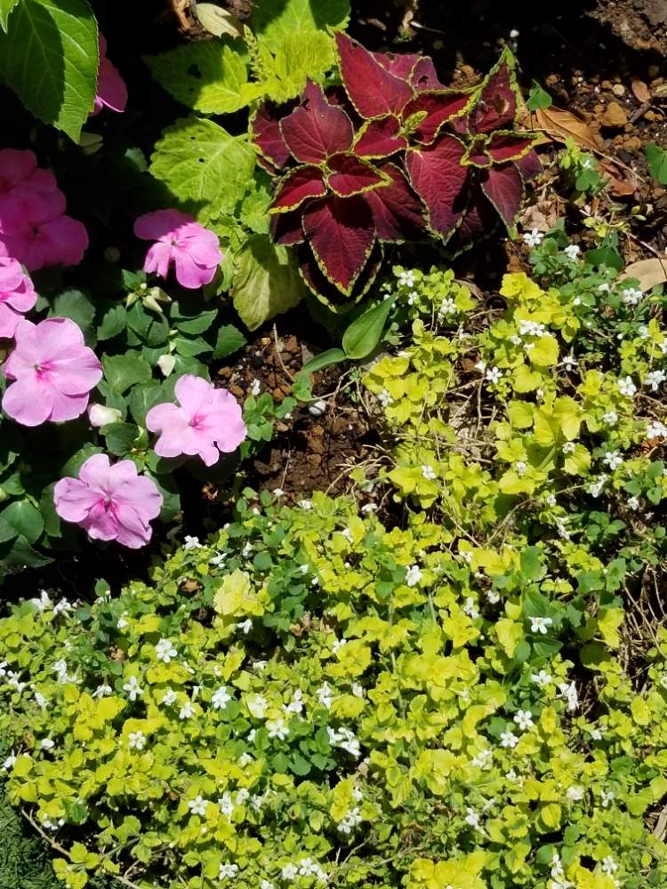 インパチェンスの投稿画像 By みうさん バコパとユリウスと花のある暮らしとおうち園芸 月5月18日 Greensnap グリーンスナップ