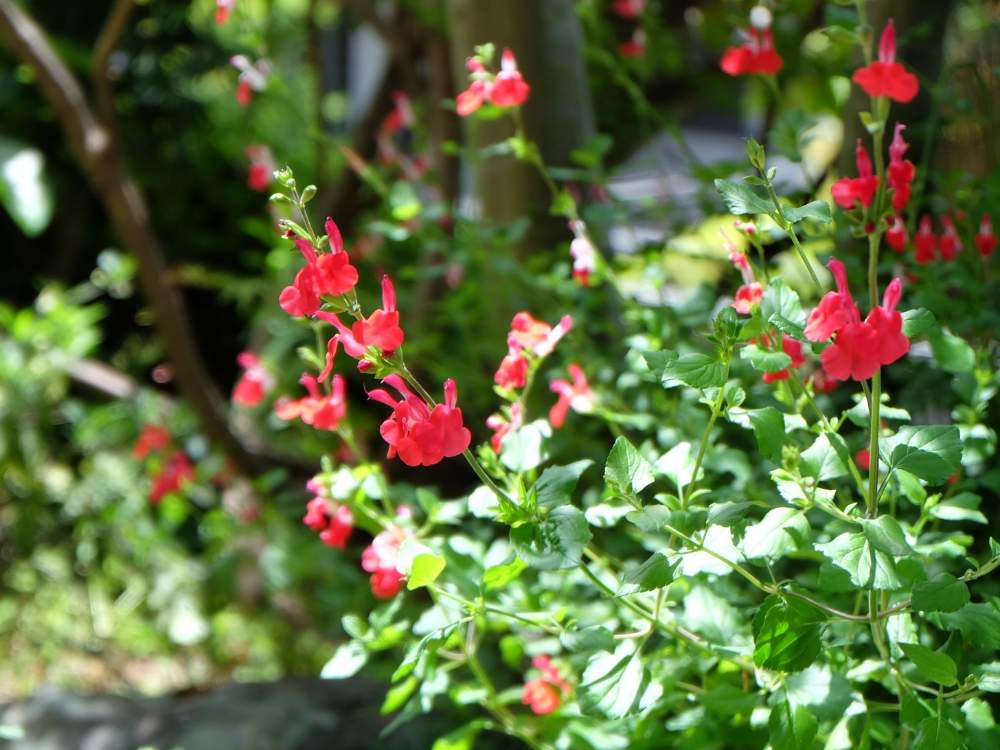 チェリーセージの投稿画像 By あきさん しぞーか勢とハーブと赤い花と小さい花と静岡県 月5月18日 Greensnap グリーンスナップ