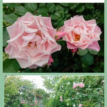 Dadfpmh61h9tr Cloudfront Net 05 18 157