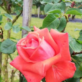 薔薇 ローラの投稿画像一覧 Greensnap グリーンスナップ