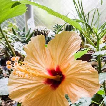 インドアハイビスカス サニーシティーの画像 by otoさん | 部屋とインドアハイビスカス サニーシティーと花のある暮らしと魅惑の花鉢と挿し木， 挿し芽とおうち園芸