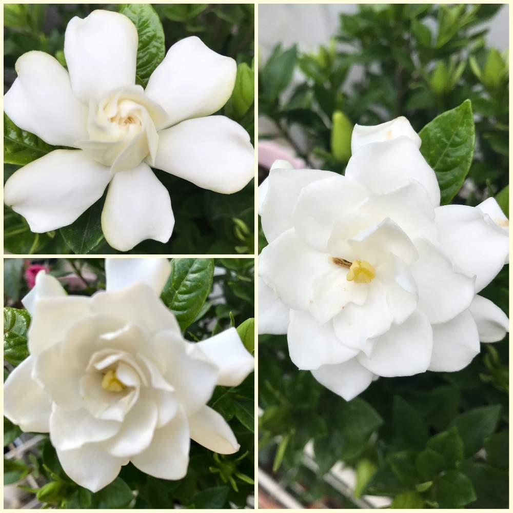 白い花 の投稿画像 By ヨウコさん クチナシ と甘 いクチナシの花 月5月18日 Greensnap グリーンスナップ