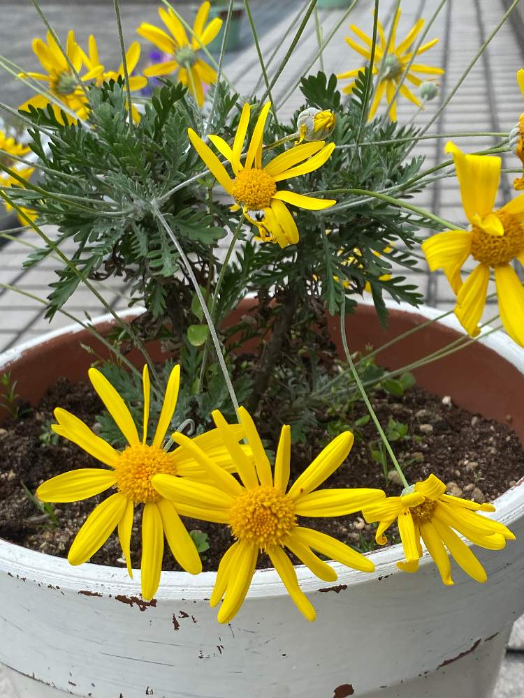 ユリオプスデージーの投稿画像 By Love Green Naoさん 月5月18日 Greensnap グリーンスナップ