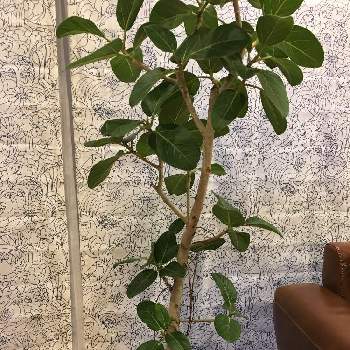 ベンガルゴムの投稿画像一覧 Greensnap グリーンスナップ ベンガルゴムの投稿画像一覧 Greensnap グリーンスナップ