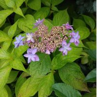 ガクアジサイの画像