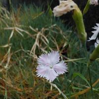 セキチクの画像