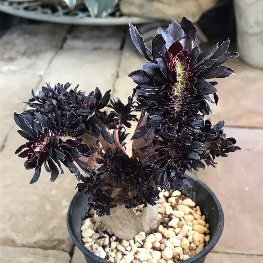 黒法師綴化の投稿画像 By Mamisazさん 綴化多肉と半日陰とシェードガーデンと黒葉とアエオニウム属とベランダ ガーデンとオンリーワンと おうち園芸 フォトコンテストと日陰とありよりのありとわが家の多肉さんとマンション暮らしと半日陰のベランダ 月5月18日