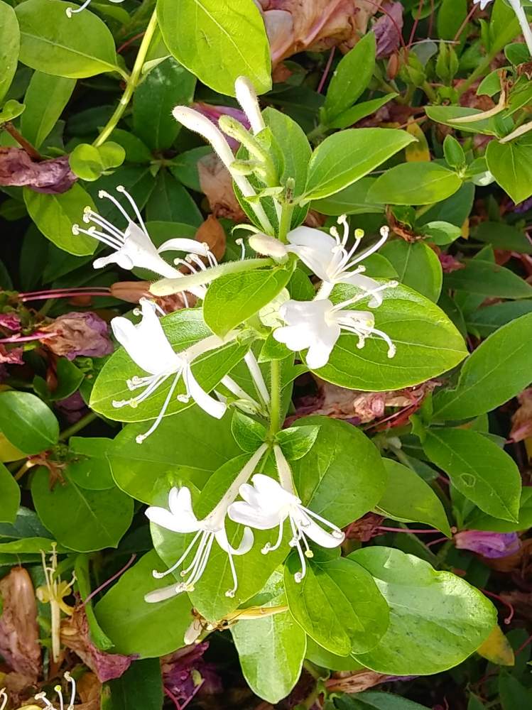 スイカズラ科の投稿画像 By みいちゃんさん スイカズラの花と白い花と白いお花と山に咲く花とスイカズラとスイカズラ科とスイカズラの花と白い花と白いお花と山に咲く花 月5月18日 Greensnap グリーンスナップ Greensnap グリーンスナップ