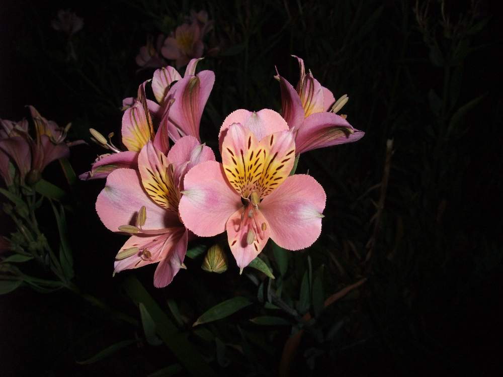 アルストロメリアの投稿画像 By ささやかな花さん 月5月18日 Greensnap グリーンスナップ