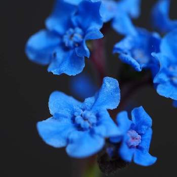 アンチューサ・タッセルブルーの画像 by 蟹江うぇす子（36）さん | バルコニー/ベランダとアンチューサ・タッセルブルーと貧乏ガーデナーとベランダのお花と大成功(ˊᗜˋ*)とベランダガーデニングと狭いベランダと嬉しいと種からと青い花とベランダガーデンとおうち園芸と素敵な色合いと花のある暮らしと青い花マニアと青い花大好きと咲いた！