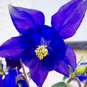 たぬきさんと青い花