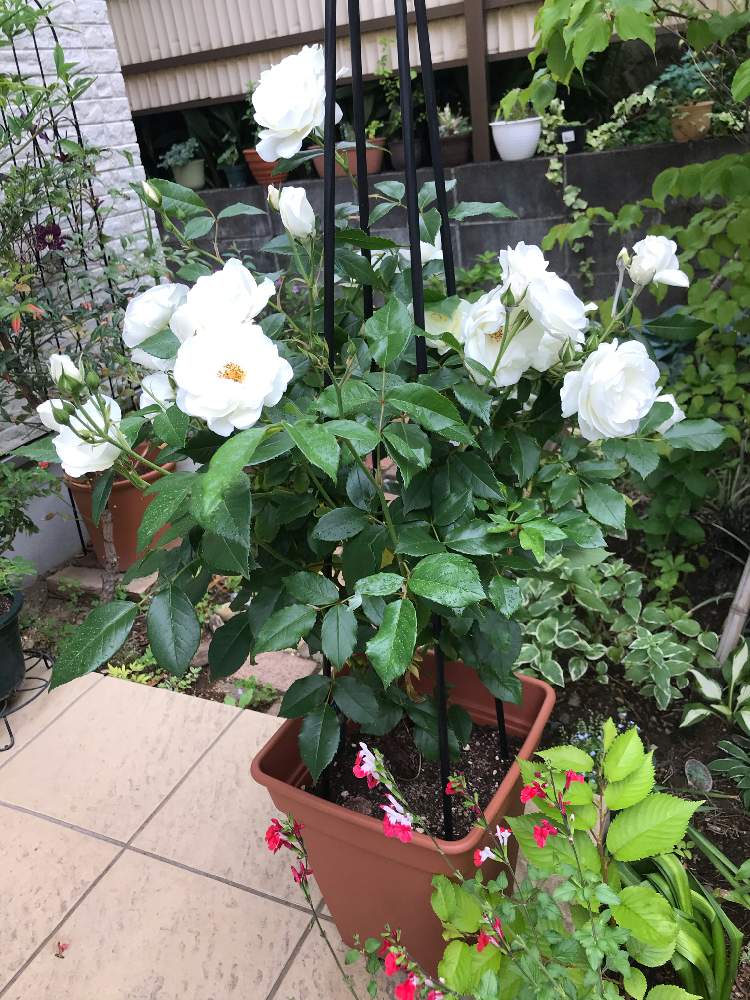 つるアイスバーグの投稿画像 By ゆふさん 小さな庭と植物のある暮らしとさいた と美しい と鉢植えとバラ が好きと花のある暮らしと植物のある暮らしとさいた と美しい と鉢植えとバラが好きと花のある暮らし 月5月18日 Greensnap グリーンスナップ つるアイスバーグの投稿画像 By ゆふさん 小さな庭と植物のある暮らしとさいた と美しい と鉢植えとバラ が好きと花のある暮らしと植物のある暮らしとさいた と美しい と鉢植えとバラが好きと花のある暮らし 月5月18日 Greensnap グリーンスナップ