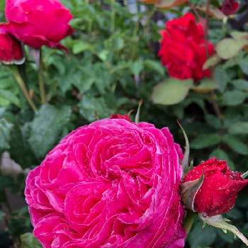 ゆうぜん♥️の画像 by ラ・マリエさん | アプローチとゆうぜんと薔薇とラ・マリエ薔薇2020と薔薇に魅せられてとマイガーデン♡とおうち園芸と可愛い〜♡ときれいな色とガーデニングと花のある暮らしと薔薇♪と植木鉢と花は癒やし♡とゆうぜん♥️と我が家の花壇と美しい♡と赤・紅・あか・レッドとラ・マリエ　薔薇2020 ٩( ᐛ )و
