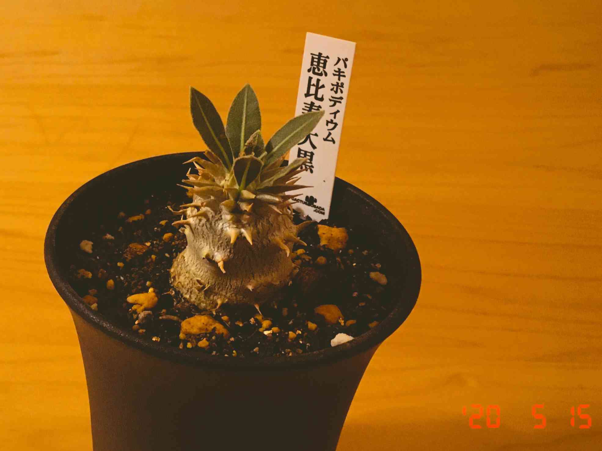 パキポディウム［恵比寿大黒］の不調｜🍀GreenSnap（グリーンスナップ）