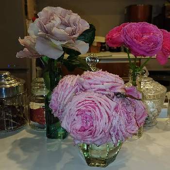 結愛の画像 by 庭野華子さん | キッチンとカフェラテとゆうぜんと結愛と和ばらとばら バラ 薔薇とデルイターと京成バラ園とバラのある暮らしとPinkRoseとローズファームケイジと香りの良いバラとバラが好きと花のある暮らしと薔薇♪とロザリアンとニュアンスカラーとroseとFGローズ