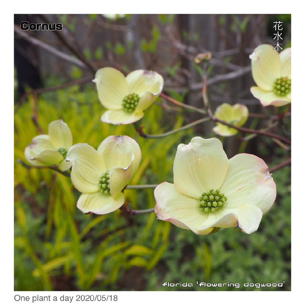 ハナミズキの投稿画像 By Garden Decks Kiyotaさん 広い庭と庭木と春のお花と雑木と北海道の庭と庭木と春のお花と雑木と北海道の庭 月5月19日 Greensnap グリーンスナップ Greensnap グリーンスナップ