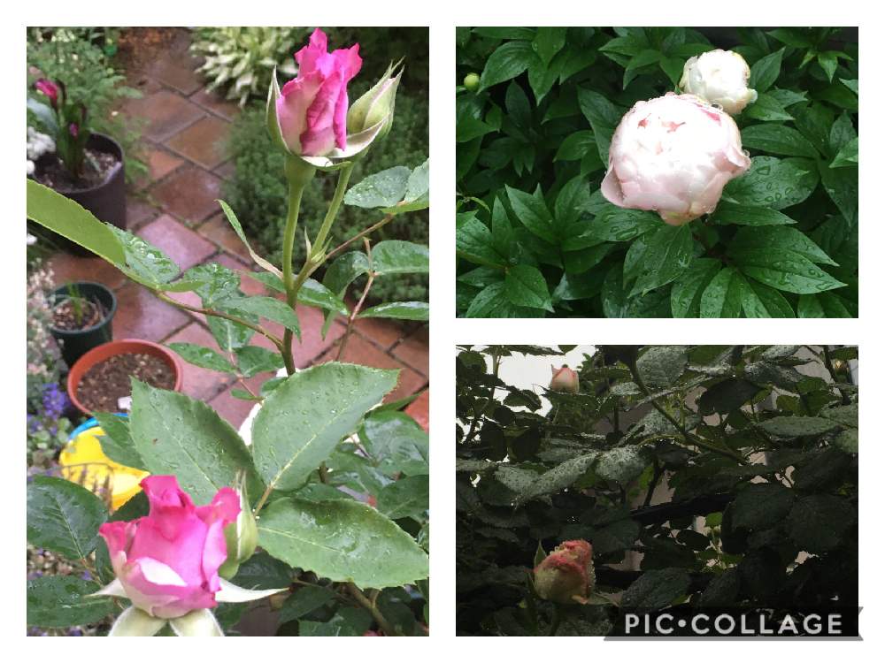 芍薬の投稿画像 By じぃじさん ピエール ド ロンサールと夜来香 イエライシャン と花のある暮らしと新潟県 月5月19日 Greensnap グリーンスナップ