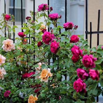 つるジュリアの投稿画像一覧 Greensnap グリーンスナップ