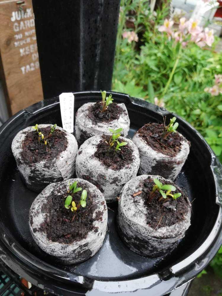 サカタのタネ 花の マリーゴールド タネまきセットで花を咲かせよう Greensnap グリーンスナップ