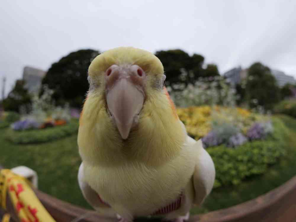 ゆず花さんの山下公園への投稿