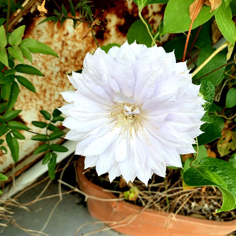 クレマチスの投稿画像 By スマイルさん 名前を教えてくださいと白いお花とお花と白い花とお花好きとかわいいな とクレマチス 月5月19日 Greensnap グリーンスナップ