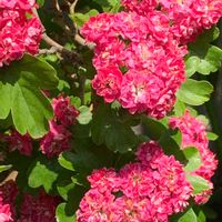 サンザシ,今日のお花,お出かけ先の画像