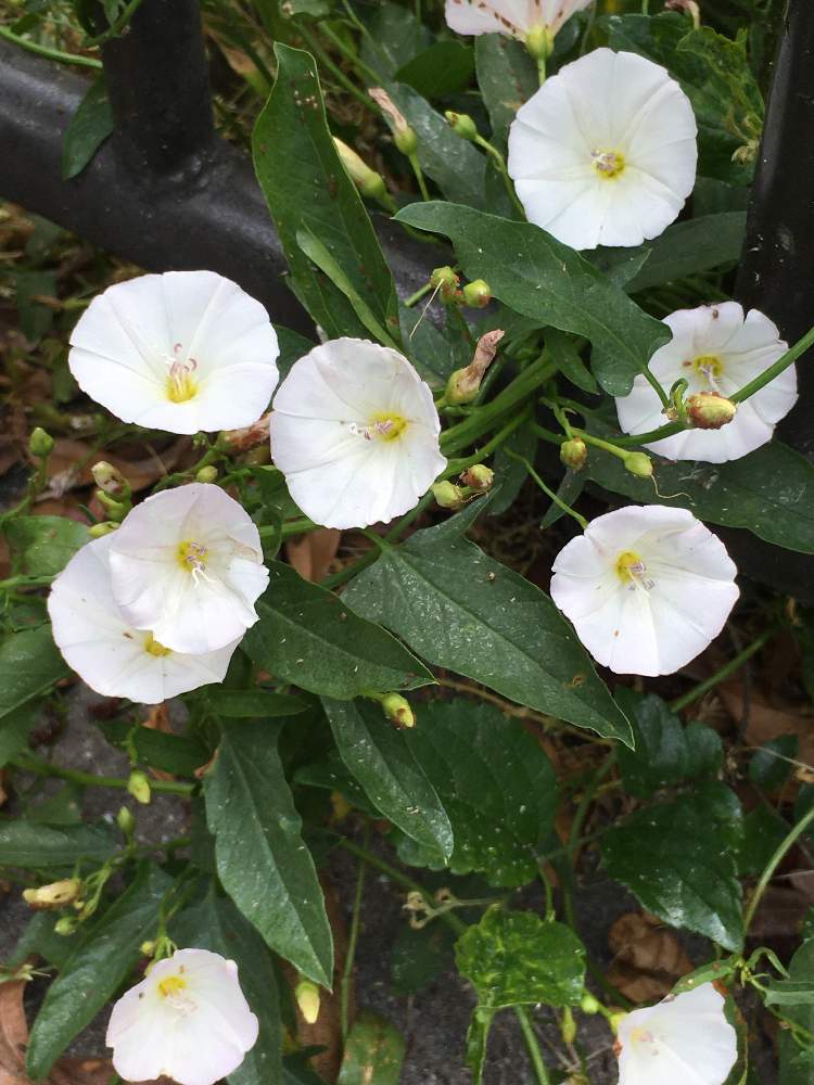 セイヨウヒルガオの投稿画像 By あやちゃんですさん 葉っぱが綺麗と可愛いお花とiphoneで撮影と元気なお花とお花探しの途中で と綺麗なお花 と白いお花とお花が好き とお花が可愛いと青空の下でと花のある暮らし 月5月19日 Greensnap グリーンスナップ