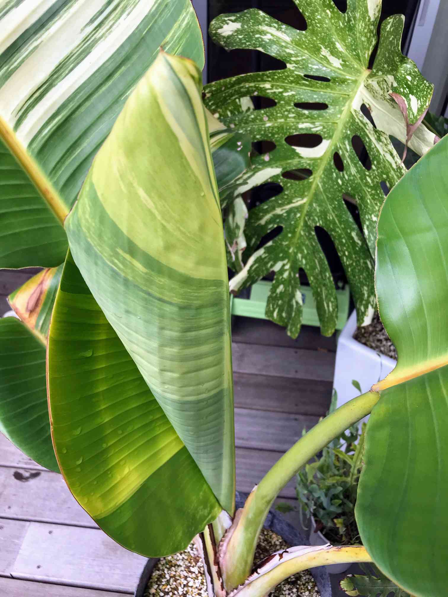 斑入り　オーガスタ　H70cm 斑入り オーガスタ H70cm 斑入り オーガスタ H70cm 斑入り オーガスタ