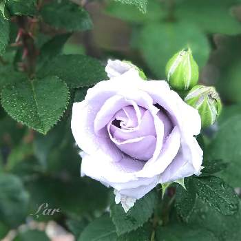 青龍の画像 by ラルさん | 小さな庭と青龍と花のある暮らしとバラ・ミニバラとばら バラ 薔薇