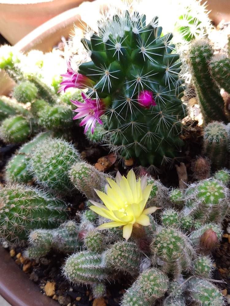 白檀の投稿画像 By ラピスさん 白美人と花芽とトゲトゲとピンクの花と 白檀愛好会 とサボテン大好きと植中毒と多肉女子とタニラーと花 のある暮らしとサボテンの花と黄色いお花とかわいい とバルコニストとトゲトゲチクチク 月5月19日 Greensnap グリーン