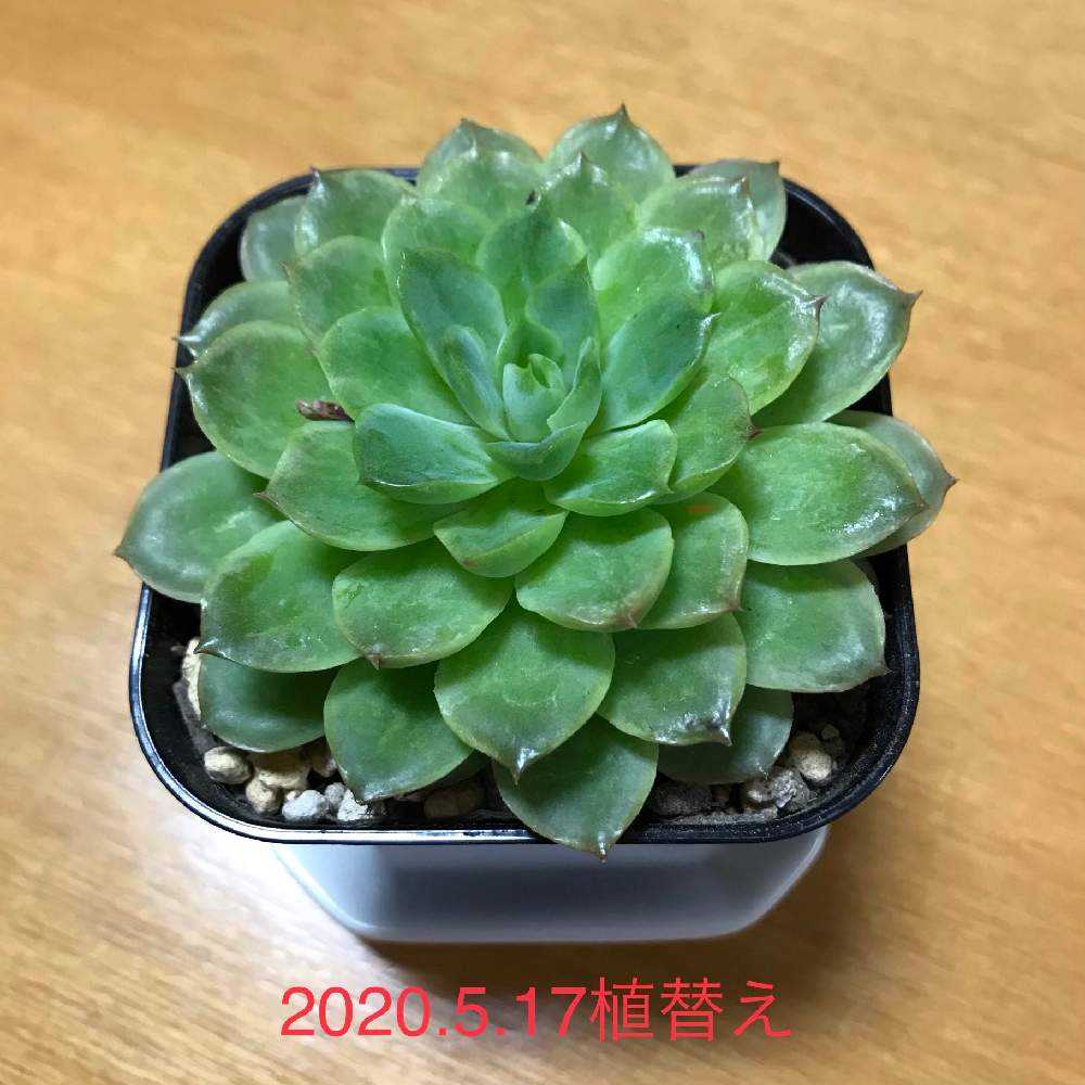 エケベリア種 ライムアンドチリ|🍀GreenSnap(グリーンスナップ) エケベリア種 ライムアンドチリ|🍀GreenSnap(グリーンスナップ)