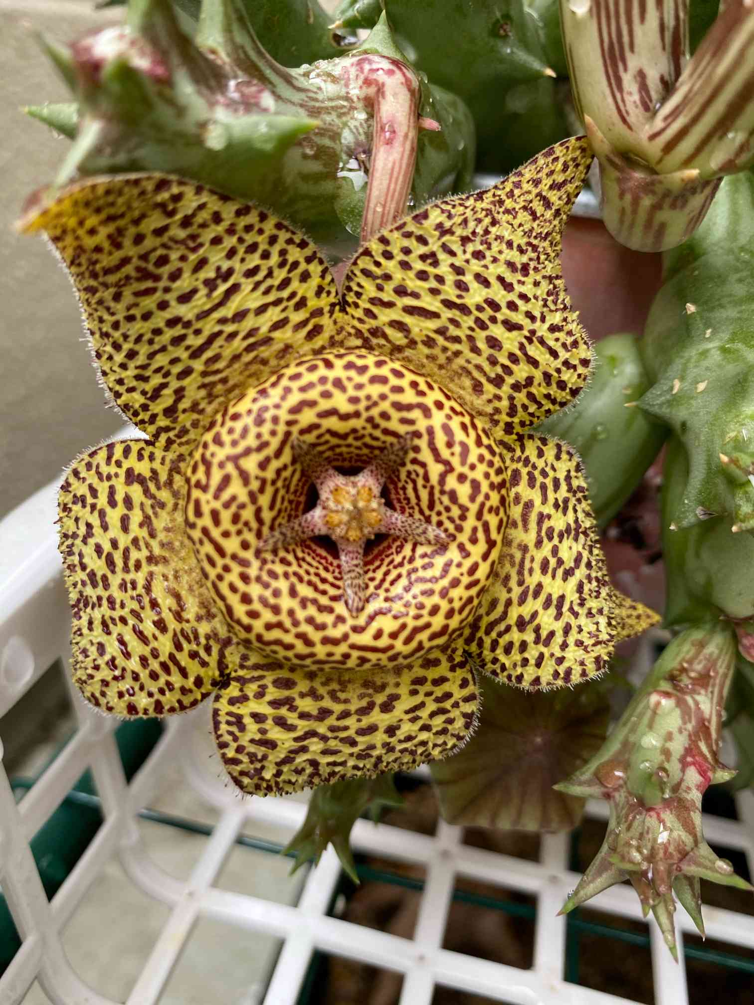 ガガイモ ナマクエンシス黄金牛角①