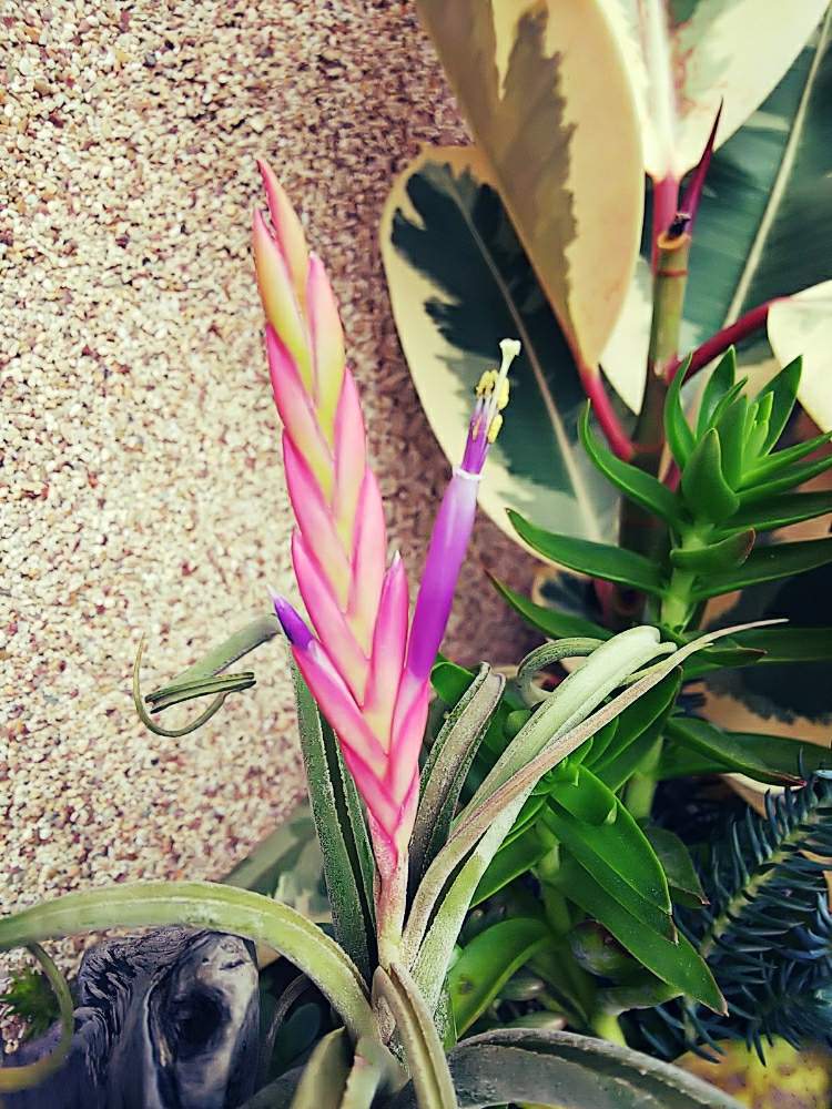 花芽の投稿画像 By Hawaiian Dolphinsさん 観葉植物とピンクの花とティランジア壺型とモルドールファイヤーと紫の花 月5月19日 Greensnap グリーンスナップ