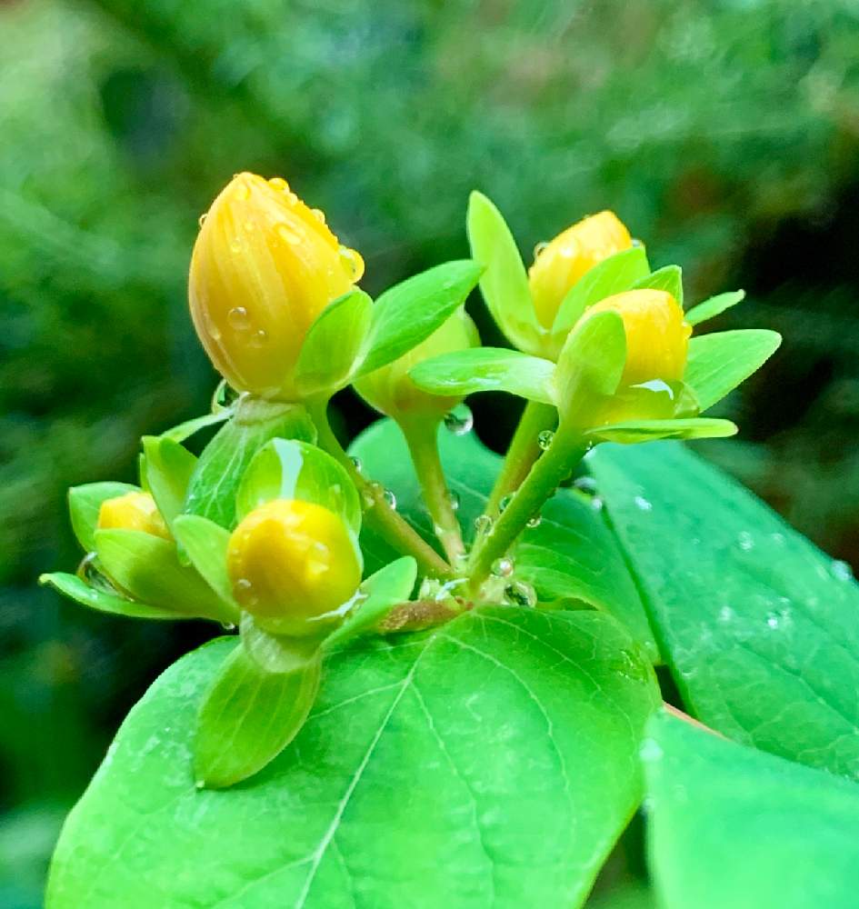 ヒペリカムの投稿画像 By ゆくり さん ガーデンヒペリカムマジカルサンシャインと植物のある暮らしとグリーンのある暮らしとありがとう と穏やかな日々 を願ってと悠々閑適 と深呼吸と心澄むとかわいいな とすくすく育ってね とあめあがりとしずく 月5月19日