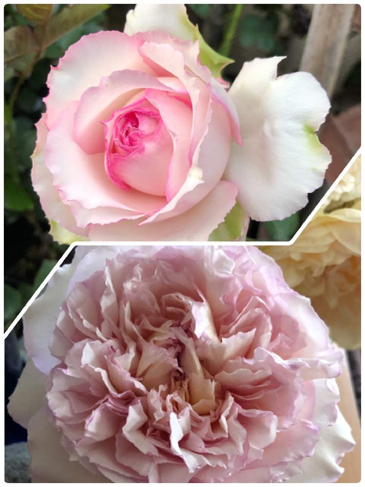 トロイメライの投稿画像 By Makiさん ばら バラ 薔薇と薔薇愛同盟とおうち園芸と庭の植物と植中毒と おうち園芸 フォトコンテストとrosa Orientis Progressioと花のある暮らしと薔薇 とバラ ミニバラ 月5月19日 Greensnap グリーンスナップ