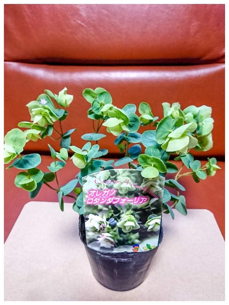 オレガノ ロタンダフォーリアの投稿画像 By Taya S Lab さん 持ち株リスト とハーブとポタジェとハーブのある暮らしと食べられる植物と たや ﾛﾀﾝﾀﾞﾌｫｰﾘｱ 月5月19日 Greensnap グリーンスナップ