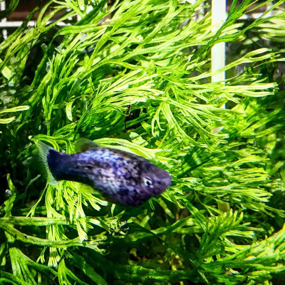 ミクロソリウムの投稿画像 By ナツさん マイ コレクションと胞子葉と植物のある暮らしとボタニカルライフとgs映えと普及シダを愛でる会とgs日和とパルダリウムと植中毒と今日の一枚と水槽とナチュラルスタイルとシダ植物と葉脈フェチと熱帯植物とアクアリウムと