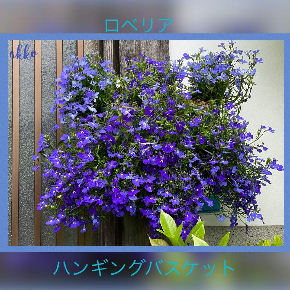 ロベリア青の投稿画像 By ひみつのアッコちゃんさん 鉢植えの花と可愛い花と美しい花とおうち園芸と花のある暮らし 月5月19日 Greensnap グリーンスナップ