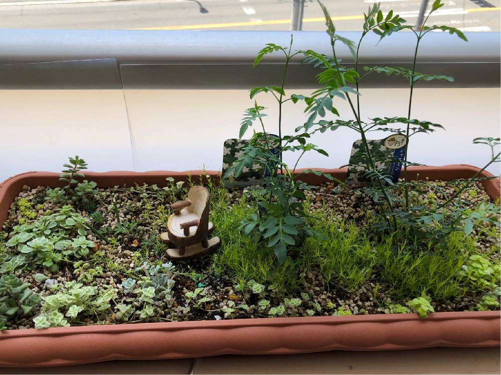 常緑低木 大輪 ジャスミン ホワイトプリンセスの投稿画像 By さちえさん おうち園芸 月5月19日 Greensnap グリーンスナップ