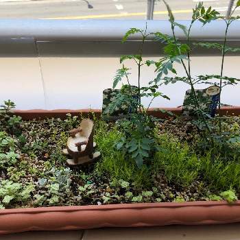 常緑低木 大輪 ジャスミン ホワイトプリンセスの投稿画像一覧 Greensnap グリーンスナップ