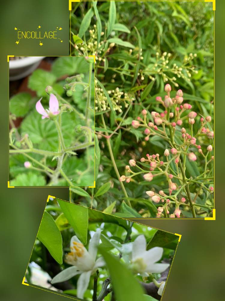 白南天の投稿画像 By ちなママさん 柚子の花と赤南天とゆきやなぎと花のある暮らしと小さな庭 とおうち園芸と おうち園芸 フォトコンテスト 月5月19日 Greensnap グリーンスナップ