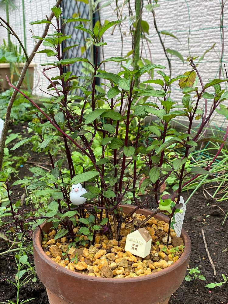 タイミントの投稿画像 By Hitomi Magical Reportさん ミントとハーブティとリラックス とおうち園芸とハーブと食用と おうちde菜園とおうちdeハーブ 月5月19日 Greensnap グリーンスナップ